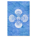 5 scallop