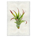Air Plant #2 (Tillandsia Brachii)