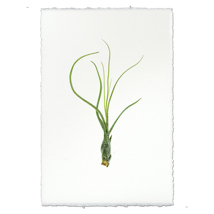 Air Plant #9 (Tillandsia Butzii)