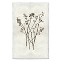 Ambernut natural forms wall art print — fine art natural forms photography on handmade paper, San Francisco