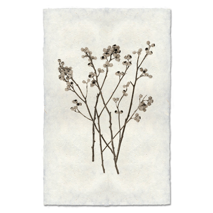 Ambernut natural forms wall art print — fine art natural forms photography on handmade paper, San Francisco
