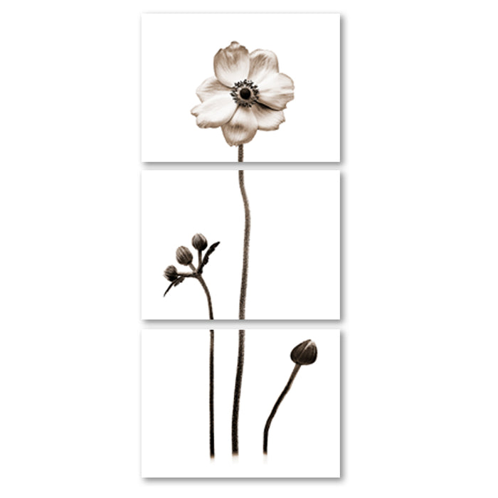 Anemone Trilogy