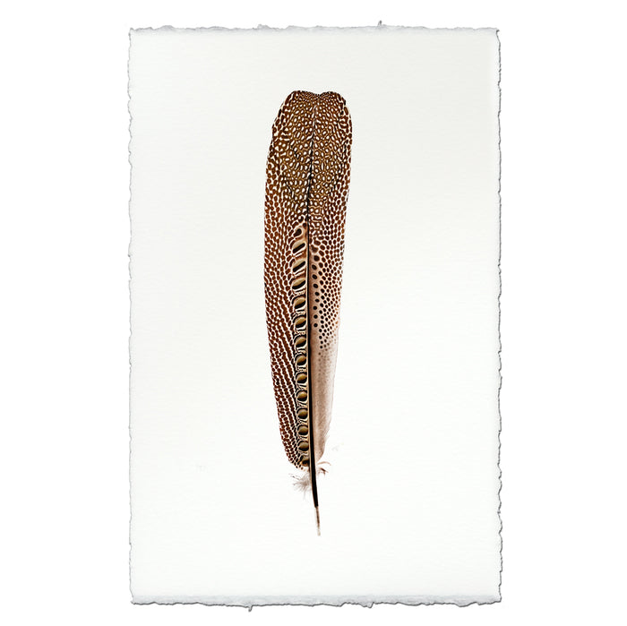 Argus Pheasant #1