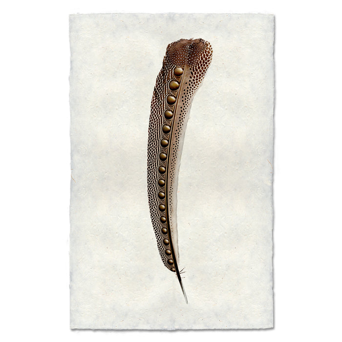 Argus Pheasant #2 colored feather wall art print — fine art feather photography on handmade paper, San Francisco