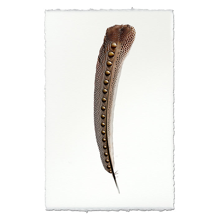 Argus Pheasant #2