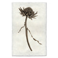 Artichoke Flower natural forms wall art print — fine art natural forms photography on handmade paper, San Francisco