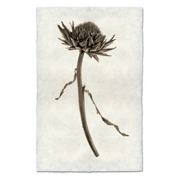 Artichoke Flower natural forms wall art print — fine art natural forms photography on handmade paper, San Francisco