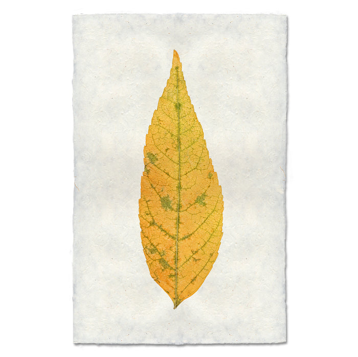 Ash fall leaves wall art print — fine art botanical photography on handmade paper, San Francisco