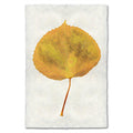 Aspen fall leaves wall art print — fine art botanical photography on handmade paper, San Francisco