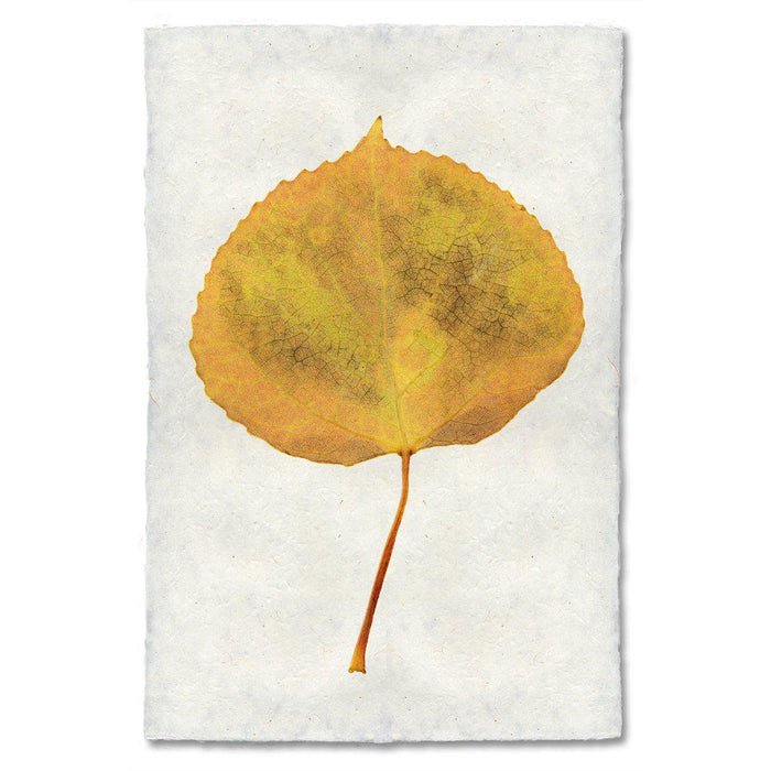 Aspen fall leaves wall art print — fine art botanical photography on handmade paper, San Francisco