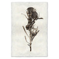 Banksia Form natural forms wall art print — fine art natural forms photography on handmade paper, San Francisco
