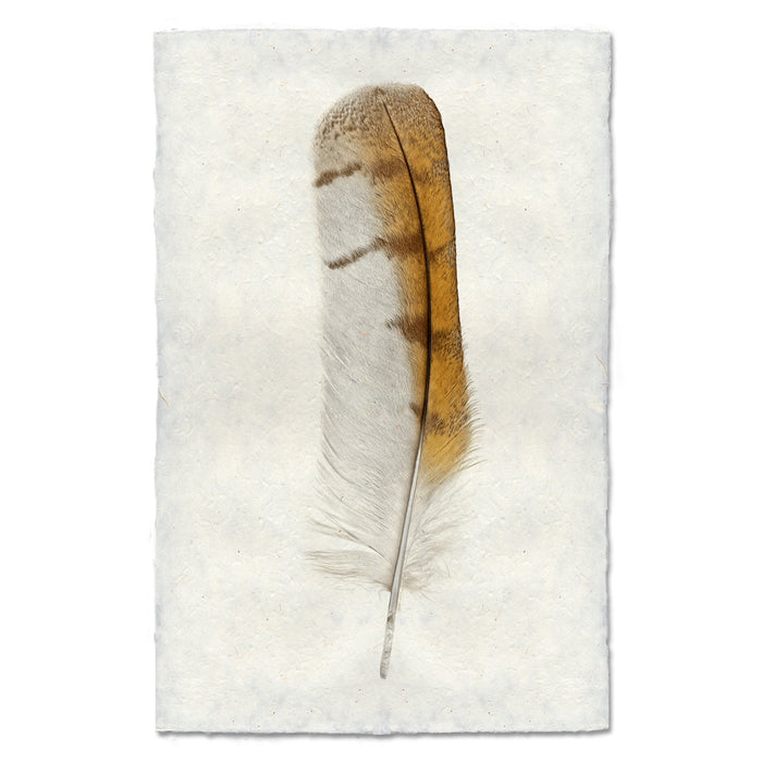 Barn Owl colored feather wall art print — fine art feather photography on handmade paper, San Francisco