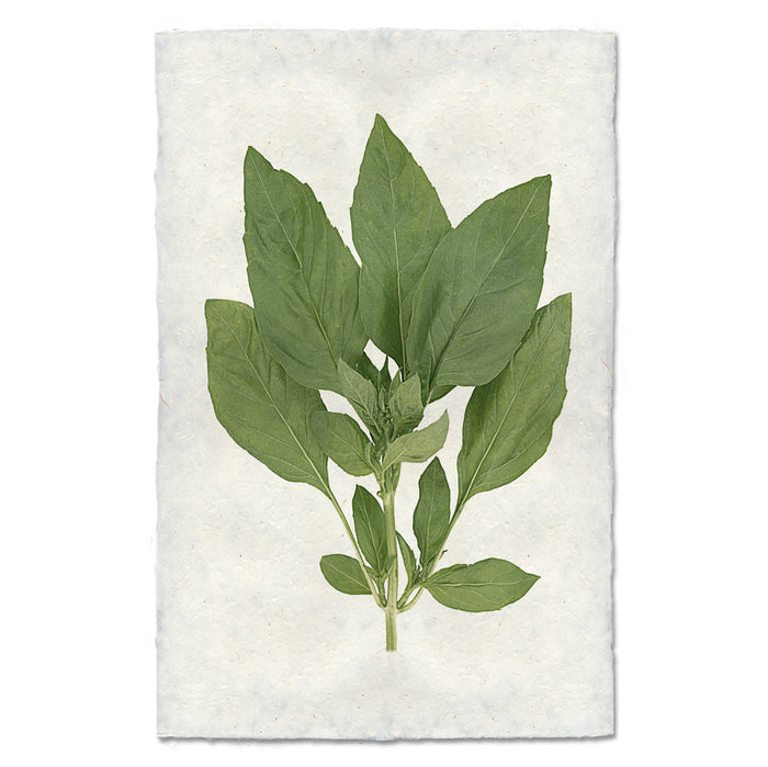 Basil