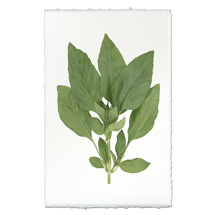 Basil