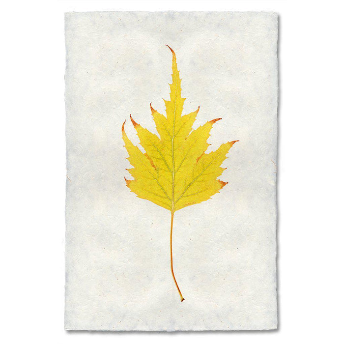 Birch Leaf fall leaves wall art print — fine art botanical photography on handmade paper, San Francisco