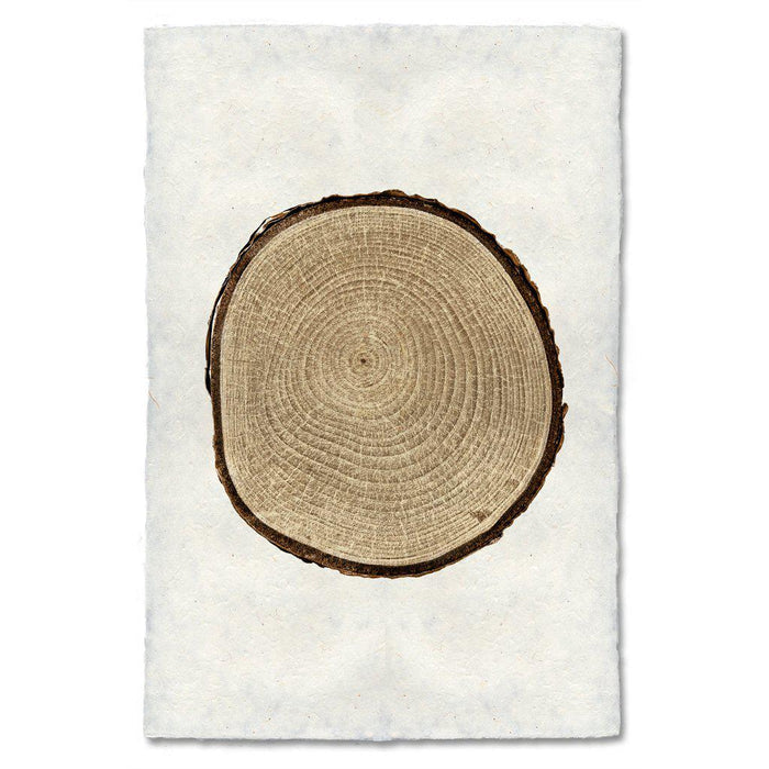 Birch wood slice wall art print — fine art Organic photography on handmade paper, San Francisco