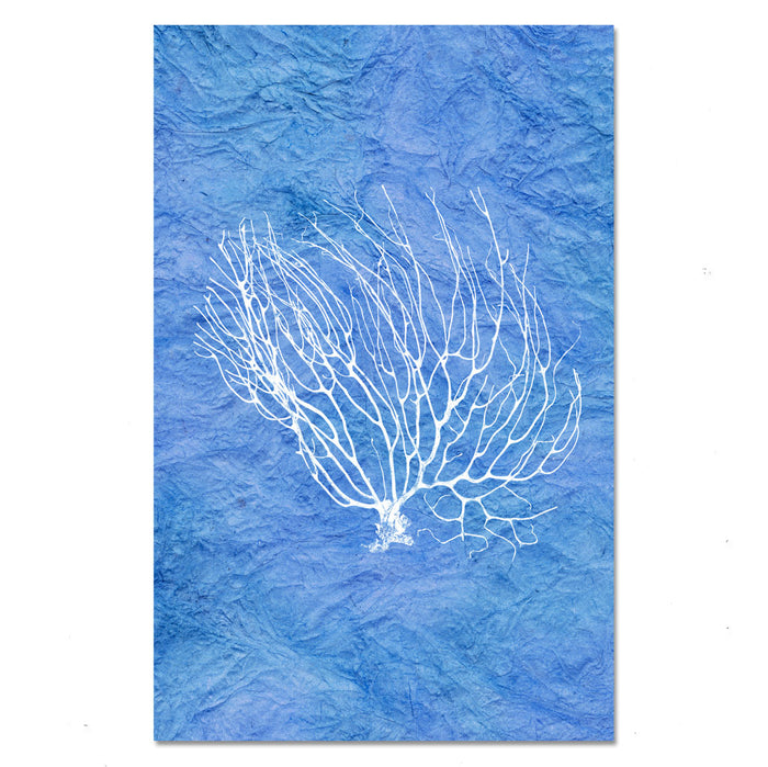 Black Coral Fan #2