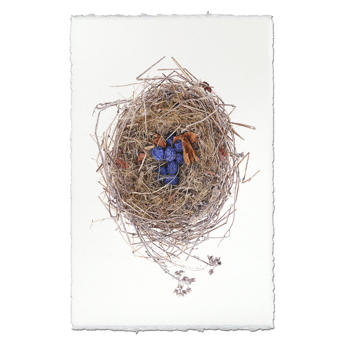 Blue Berry Nest