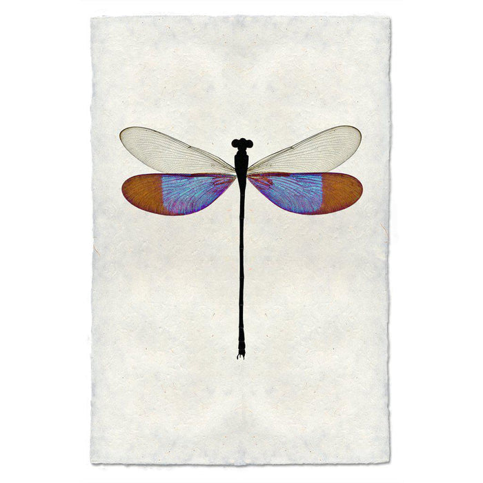 Blue Damsel