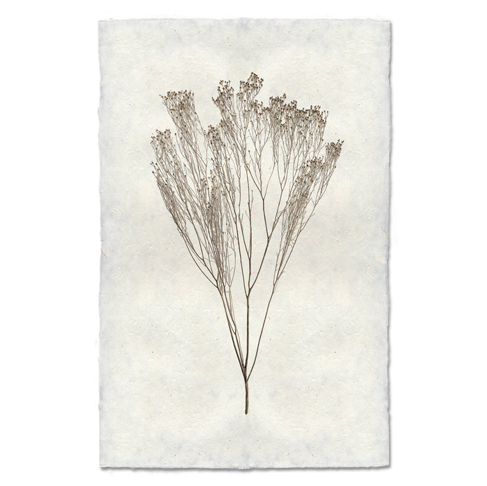 Broom natural forms wall art print — fine art natural forms photography on handmade paper, San Francisco