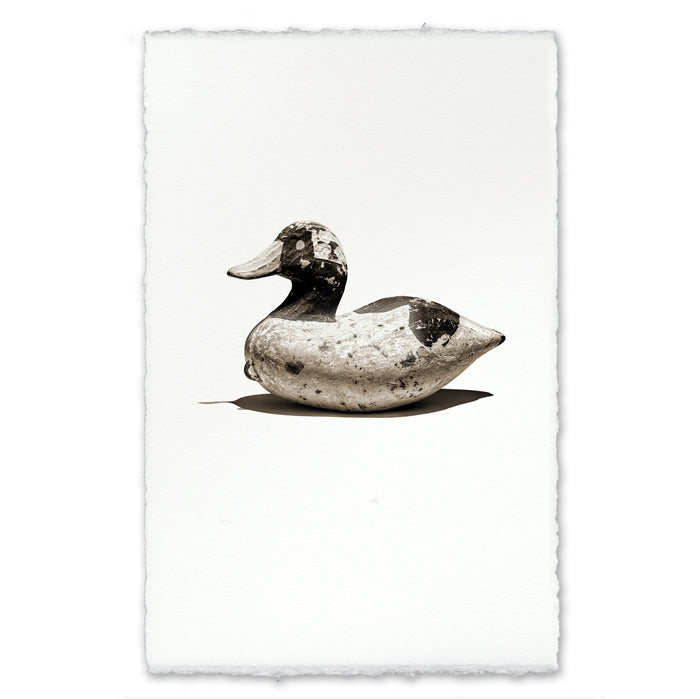 Bufflehead Decoy