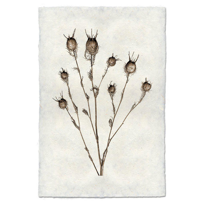 Bulb Form natural forms wall art print — fine art natural forms photography on handmade paper, San Francisco