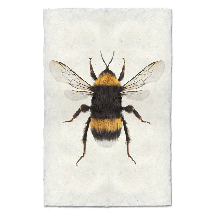 Bumblebee bee wall art print — fine art bee photography on handmade paper, San Francisco