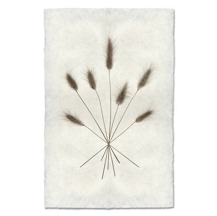 Bunny Tails natural forms wall art print — fine art natural forms photography on handmade paper, San Francisco