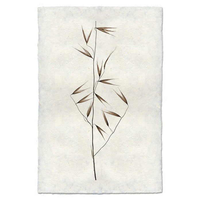 Burr Form natural forms wall art print — fine art natural forms photography on handmade paper, San Francisco
