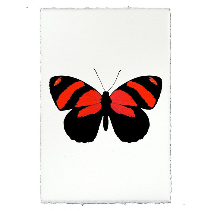 Butterfly #10