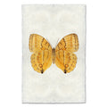 Butterfly #16