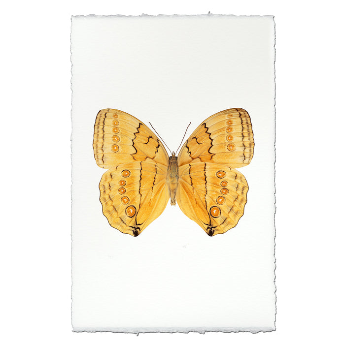 Butterfly #16