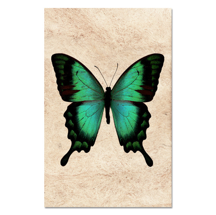 Butterfly #1