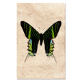 Butterfly #7