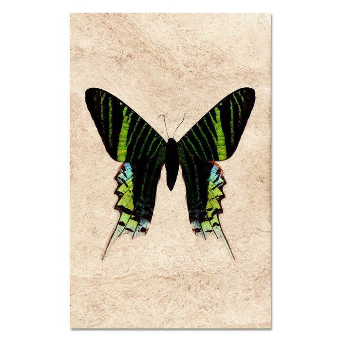 Butterfly #7