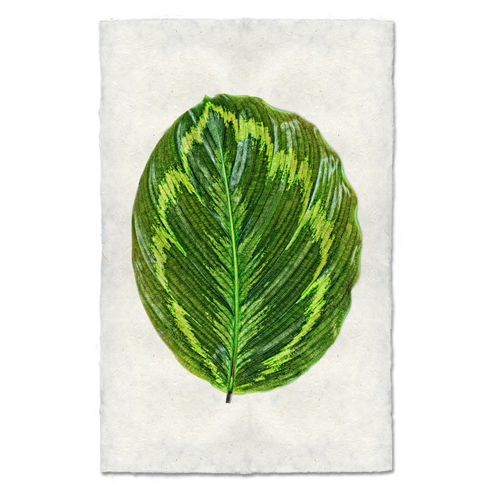 Calathea #1
