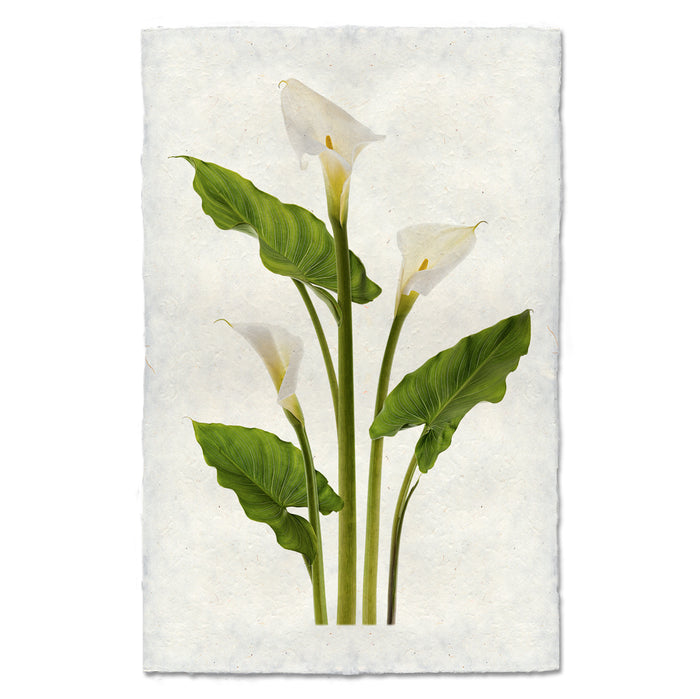 Calla Lily floral wall art print — fine art botanical photography on handmade paper, San Francisco