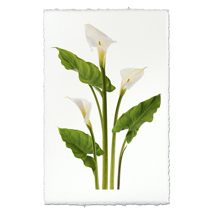 Calla Lilies