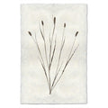 Canary Grass Form natural forms wall art print — fine art natural forms photography on handmade paper, San Francisco