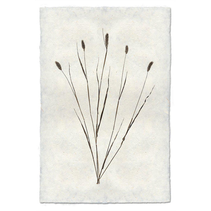 Canary Grass Form natural forms wall art print — fine art natural forms photography on handmade paper, San Francisco