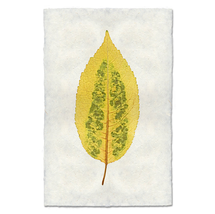 Cherry Leaf fall leaves wall art print — fine art botanical photography on handmade paper, San Francisco
