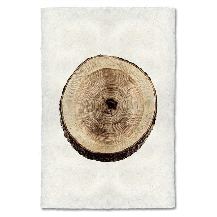 Cherry wood slice wall art print — fine art Organic photography on handmade paper, San Francisco