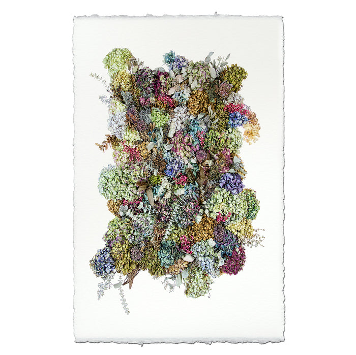 Collective Hydrangeas