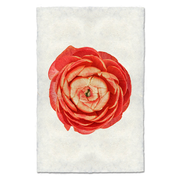 Coral Ranunculus