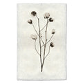 Cotton natural forms wall art print — fine art natural forms photography on handmade paper, San Francisco