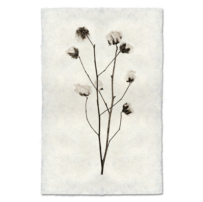 Cotton natural forms wall art print — fine art natural forms photography on handmade paper, San Francisco