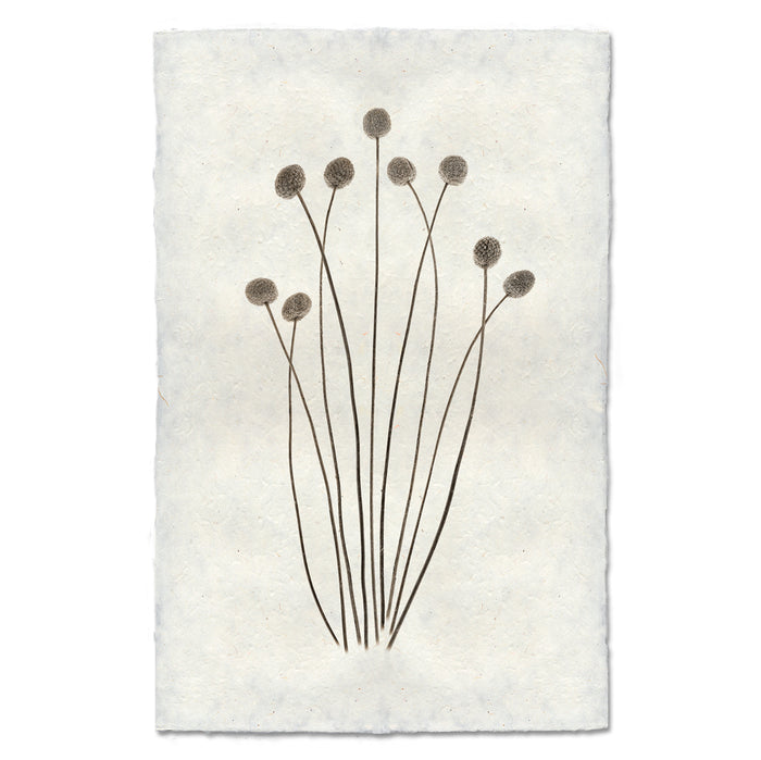 Craspedia natural forms wall art print — fine art natural forms photography on handmade paper, San Francisco