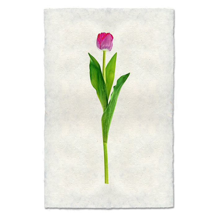 Crimson Tulip
