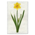 Daffodil floral wall art print — fine art botanical photography on handmade paper, San Francisco