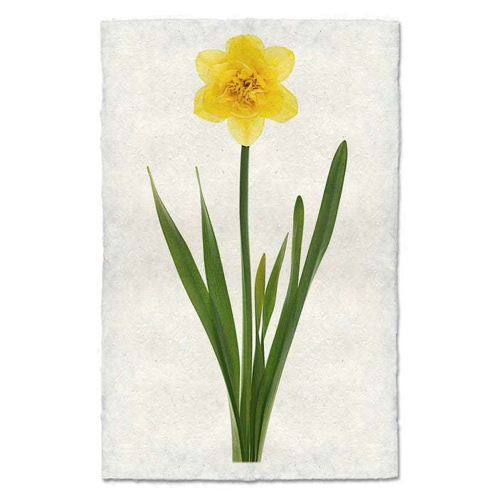Daffodil floral wall art print — fine art botanical photography on handmade paper, San Francisco